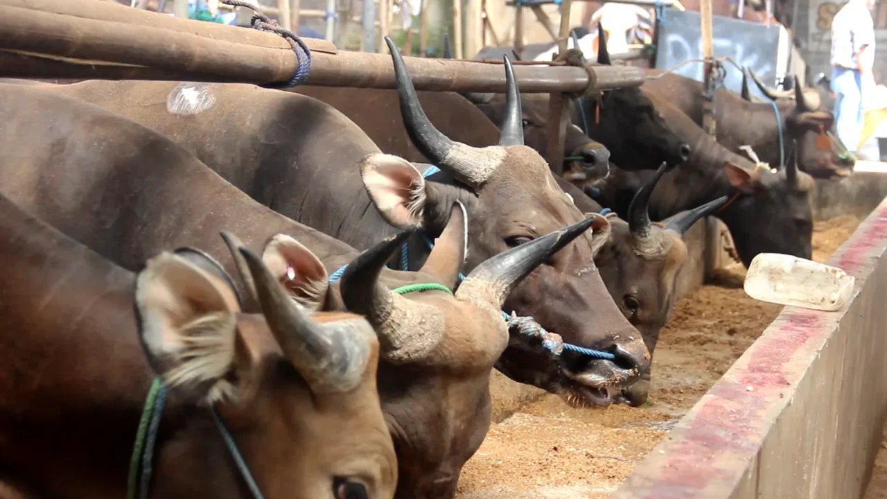 Peluang Bisnis Offline Hewan Qurban: Cara Buka Lapak yang Ramai Pembeli